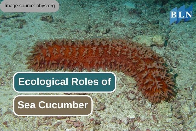 The Important Roles of Sea Cucumbers in Marine Ecosystems